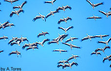 bird watching tarifa